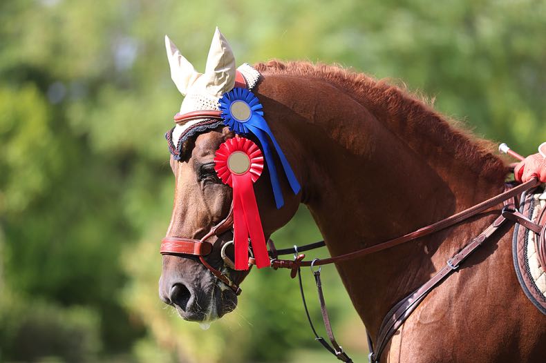 Winning race horse