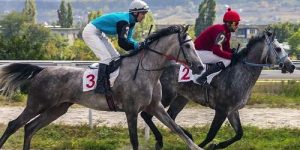 Grey race horses