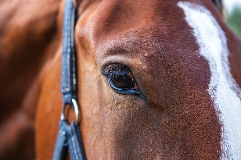 Up close horse