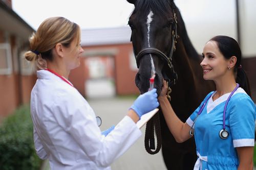 Women vets test horse